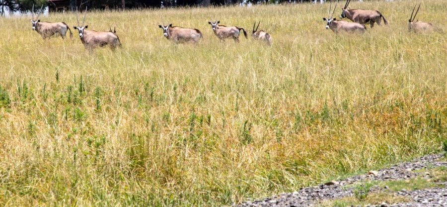 23 Bedroom Property for Sale in Heilbron Free State